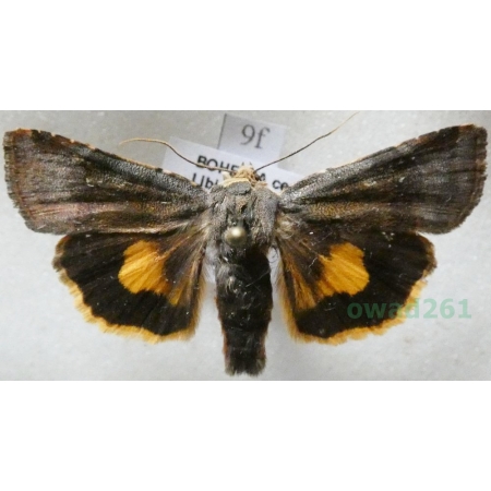 Noctua janthina Denis & Schiffermüller, 1775 Rolnica przepaska Czech9f